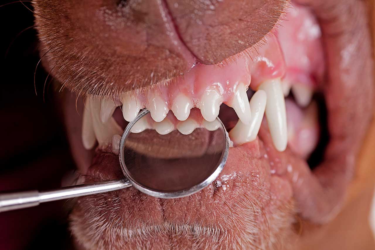 Dientes de perro, limpieza dental perro en veterinario.